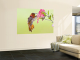 Rufous Hummingbird Feeding in a Flower Garden  British Columbia  Canada