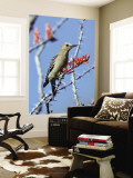 Gila Woodpecker (Melanerpes Uropygialis)