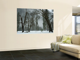 Arching Black Oaks