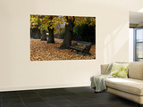 Greenwich Park in Autumn