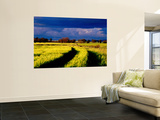 Wheat Field in Afternoon Light