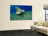 Green Turtle
