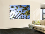 Coconut Palm Trees