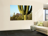 Cacti in West Unit of Saguaro National Park