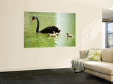 Black Swan (Cygnus Atratus) with Cygnets on a King's Park Lake