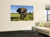 African Elephant (Loxodonta Africana Africana)  Kapama Game Reserve