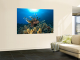 Lion Fish over Reef  Abu Galowa Reef  Fury Shoal  Red Sea