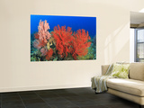Brilliant Red Sea Fans  Komba Island  Flores Sea  Indonesia