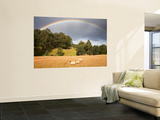 Sheep Grazing under Rainbow