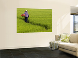 Rice Field Worker