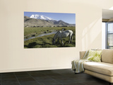 White Horse Infront of a Snow Capped Muztagh Ata at Lake Karakul  Near Kashgar