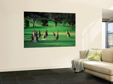 Mob of Kangaroos Gather on the Ninth at the Anglesea Golf Club