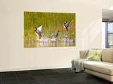 Mallard Ducks Takeoff From Whitefish Lake  Montana  USA