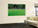 Rice Field with Betel Nut Trees in Background