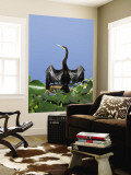 Anhinga
