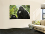 Silverback Agashya and Baby in Group 13 Gorilla Family