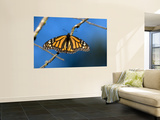 Monarch Butterfly (Danaus Plexippus)