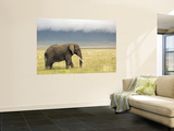 African Elephant (Loxodonta Africana)