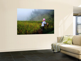 Zhuang Minority Girl in Terraced Rice Fields
