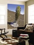 Blooming Silversword (Ahinaahina) Plant in Crater
