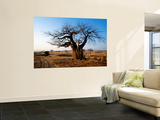 Vehicle Track Beside Baobab Tree  Singida