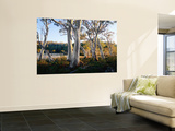 Snowgums Near Lake St Clair