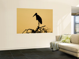 Silhouette of Marabou Stork (Leptoptilos Crumeniferus)