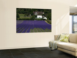Lavender Fields
