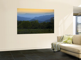 Looking Out over Forest-Covered Mountains in Evening Light