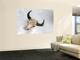 Buffalo Skull