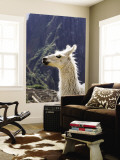 Llama (Lama Glama)