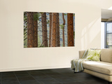 Pine Tree Trunks