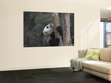 Giant Panda Cub Climbing Tree with Snow Falling Down