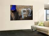 Chalk Drawn Number on Elephant Hide at Elephant Polo King's Cup