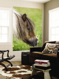 Shetland Pony at Gott Farm