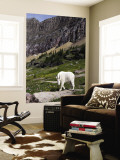 Mountain Goat (Oreamnos Americanus)