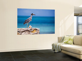 Adult Yellow-Crowned Night-Heron at Barracuda's  Cape Eleuthera