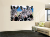 Group of Common Zebras