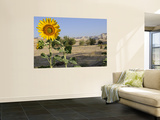 Sunflower Growing at Micro-Oasis of Qasr Al Labakha  Near Al Kharga