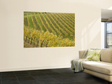 Vineyard
