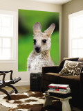 Young Kangaroo (Macropus Giganteus) at Pretty Beach