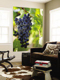 Wine Grapes Hanging from Vine