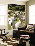 Alpacas on Farm