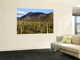 West Unit of Saguaro National Park