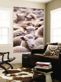 Sheep at Saleyard