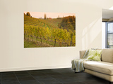 Vineyard in Jeruzalem Wine Region
