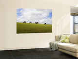 Friesian Dairy Cows Grazing