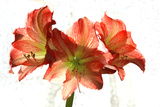 Amaryllis
