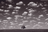 Lone Tree Morning In BW
