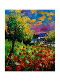 Poppies And Daisies 560110